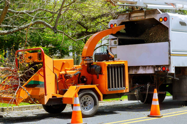 Best Root Management and Removal  in Highland Park, MI